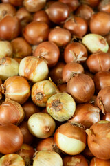 A lot of golden common onions placed in wooden box in open-air vegetable market