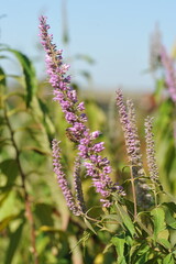 Purple pink flowers and plants in the garden