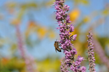 Purple pink flowers and plants in the garden