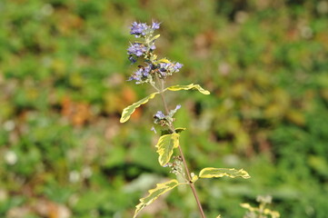 Purple pink flowers and plants in the garden