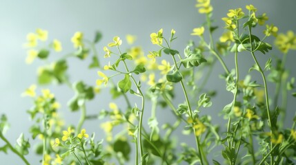 Close-up of delicate yellow wildflowers with green leaves against a soft gray background.