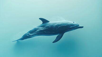 Dolphin swimming underwater, viewed from above.