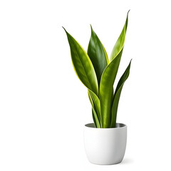 Obraz premium plant in a pot