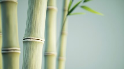 Fototapeta premium Close-up of pale green bamboo stalks and leaves against a muted background.