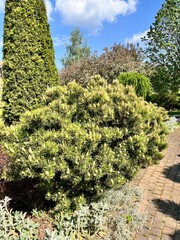 Coniferous garden with dwarf shrubs, Thuja and Pinus mugo on a summer day. Flower background