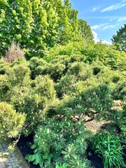 Coniferous garden with dwarf shrubs, Thuja and Pinus mugo on a summer day. Flower background