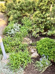 Coniferous garden with dwarf shrubs, Thuja and Pinus mugo on a summer day. Flower background