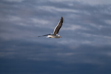 Kelp gull (Larus dominicanus) is Antarctica. Birds in Antarctica.