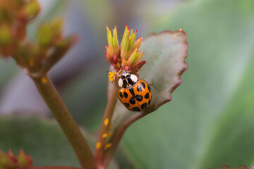 Orange spotted ladybug hunting aphids on a blooming florist Kalanchoe plant against a natural background of garden foliage