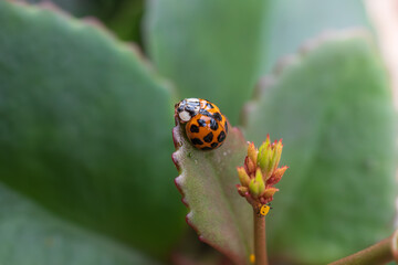 Orange spotted ladybug hunting aphids on a blooming florist Kalanchoe plant against a natural background of garden foliage