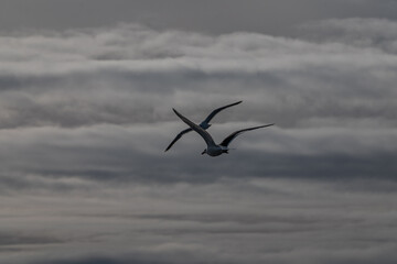 Kelp gull (Larus dominicanus) is Antarctica. Birds in Antarctica.