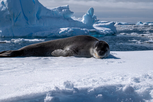 Leopard seal pup in Antarctica.