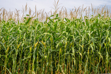 View of an agricultural field with many young corn plantation.