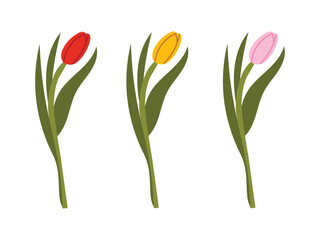 Obraz premium Minimalistic design with three tulips in red, yellow, and pink. Perfect for floral themes, spring designs, and botanical decor.