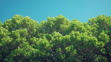 Obraz premium Lush Green Forest Canopy Under a Bright Summer Sky
