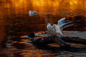 seagull in flight
