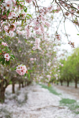 Blooming almond trees in the garden against the blue spring sky. Springtime concept