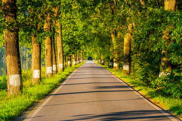 Obraz premium An evening stroll along a picturesque alley lined with tall trees in Czechia, where the warm sunlight filters through the leaves, creating a serene atmosphere.