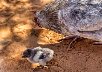 one day baby chicken organic walking in the sand with a hen, home grown free range in the yard Africa