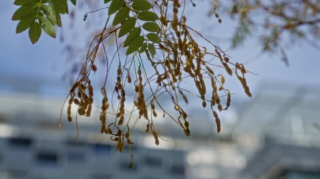 Honey locust tree leaves and pods sway outdoors against a blue sky in murcia, spain, suggesting a natural urban contrast.