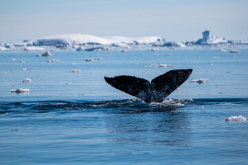 Fototapeta premium Humpback whale's tail. Whales in Antarctica.