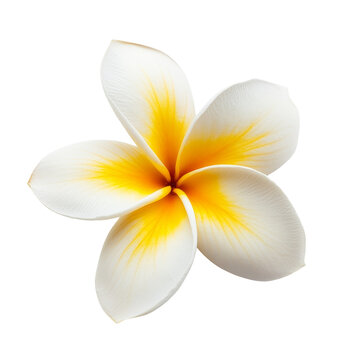 Fototapeta Bright frangipani flower with yellow accents set against a stark transparent background for a clean, tropical aesthetic, Frangipani flower isolated on transparent background