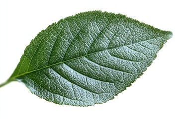 Obraz premium Green leaf, detailed texture, white background, nature close-up, botanical illustration