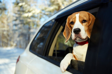 Beagle enjoys a winter drive with head out of the car window in a snowy forest. Traveling with a pet