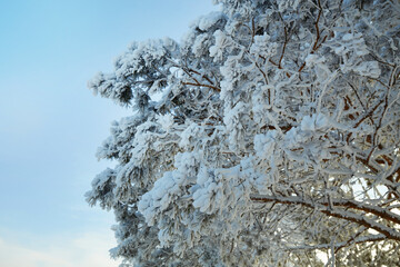 Snow-covered pine branches are decorated with fresh frost on the background of a winter landscape...