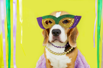 A beagle dog in costume for the Mardi Gras festival. Masquerade mask in the traditional colors of yellow, green and purple. Yellow isolated background. The concept of humanizing pets.