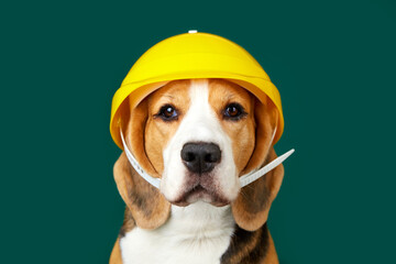 A beagle dog in a construction helmet on a green isolated background. 