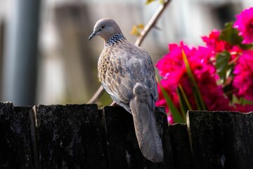 A Spotted Dove perched on a wooden fence