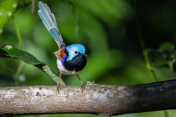 A male Variegated Fairywren perched on a branch