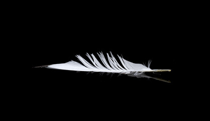 A simple white feather