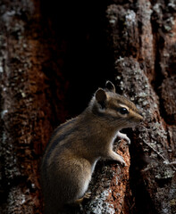 Chipmunk