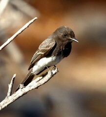 Black Phoebe 