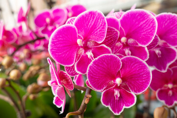 red color blooming orchids at horizontal composition