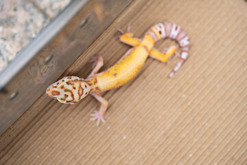 angle view Leopard gecko  at horizontal composition