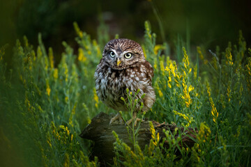 Owl at sunrise. Little owl, Athene noctua, perched in yellow flowers. Owl of Athena masking in natural habitat. Beautiful bird with yellow eyes. Wild spring nature. Wildlife scene, green forest.