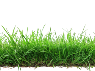 close-up view of vibrant green grass. showcasing its lush texture and natural beauty against a white background the grass appears healthy and fresh. making it suitable for use in designs related to na