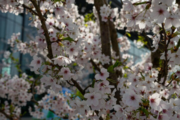 Blossoming fruit tree flowers in urban environment in the city center