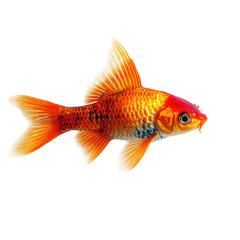 vibrant goldfish with striking orange and red hues. showcasing its flowing fins and detailed scales against a clean white background this representation highlights the beauty of aquatic life. often sy