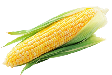 n ear of corn with bright yellow kernels. surrounded by green husks the corn is fresh and appears ready for consumption. highlighting its natural texture and color in contexts related to food. agricul
