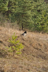 Black and white dog in the forest