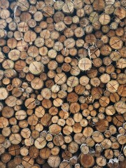 Eucalyptus trunks cut and stacked