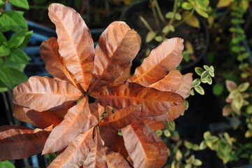 Interesting plants in the garden