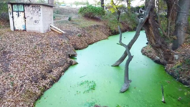 Viaje entre un lago con moho verde en el campo con hojas secas
