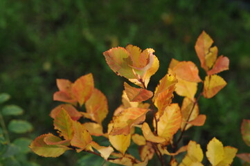 Interesting plants in the garden