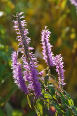 Purple pink flowers and plants in the garden