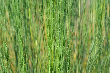 Interesting plants in the garden